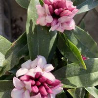 ウメ,ジンチョウゲ,ヒヤシンス,つばき,散歩中に見つけた花の画像