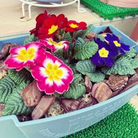 プリムラ,ガーデニング初心者,花  小さい花   可愛い花,玄関アプローチの画像