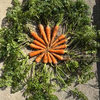 ニンジン,人参の収穫,家庭菜園の画像