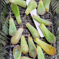 葉挿し,チーム愛知,毎月13日と14日は葉挿しの日,2019同期,真冬でも葉挿しの画像