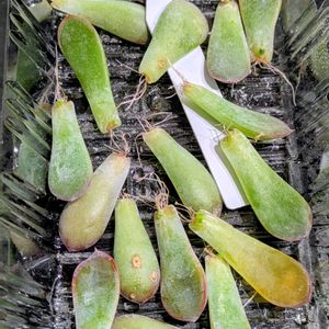 葉挿し,チーム愛知,毎月13日と14日は葉挿しの日,2019同期,真冬でも葉挿しの画像