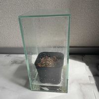 ネペンテス,食虫植物,実生,食虫植物 ネペンテス エドワードシアナの画像