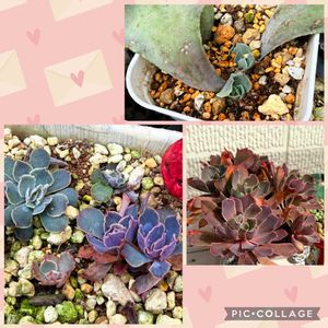 多肉植物,癒される,no green no life,多肉植物のある暮らし,多肉女子の画像