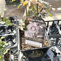 今日のお花,GSアダルトチーム,おうち園芸,チーム岐阜,玄関アプローチの画像