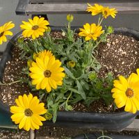 ガザニアの画像