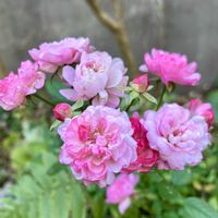 バラ,ブルーデージー,リナリア,今日の空から,ミニバラ　ハートフォーユーの画像