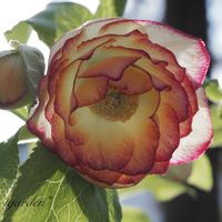 クリスマスローズ,ヒマラヤ杉,クリスマスローズエレガンスハニーワイン,クリスマスローズ　フルーツドロップミックス,地植えの画像