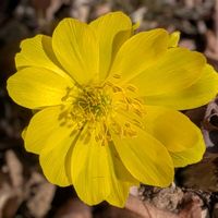 沈丁花,福寿草,トウダイグサ（灯台草）,オオカマキリの卵,野鳥（ヤマガラ）の画像
