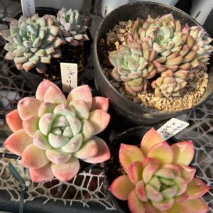 メビナ,テディベア,セダム属,エケベリア属,カランコエ属の画像