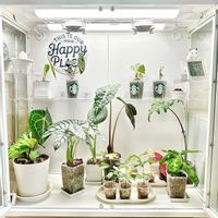 アンスリウム,エバーフレッシュ,アロカシア,アグラオネマ・ピクタム,観葉植物の画像