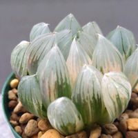 ハオルチア,霜椿×ピンクザラゴーサ,エケベリア属,ピンクゴールドオブツーサ錦の画像