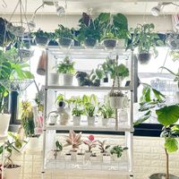 観葉植物,熱帯植物,植物棚,観葉植物のある暮らしの画像