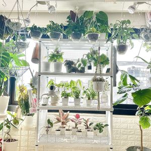 観葉植物,熱帯植物,植物棚,観葉植物のある暮らしの画像