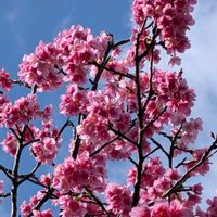 サクラ,セレウス,寒緋桜,お花,沖縄の画像