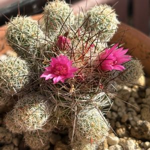 アエオニウム,サボテンの花,いつもありがとうございます♡(ᴗ̤ .̮ ᴗ̤ )₎₎の画像