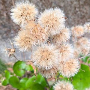 ツワブキ,雑草,山野草,野草,山草の画像
