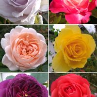 バラ,地植え,今日のお花,ばら バラ 薔薇,庭の画像