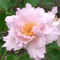 バラ,バラ,薔薇,鉢植え,地植えの画像