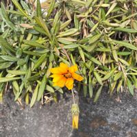 ガザニアの画像