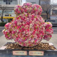 ブラキカム,花かんざし,オステオスペルマム,春が近づいてる,東京遠征の画像