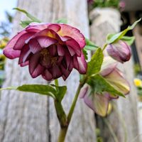 クリスマスローズ,花のある暮らし,加藤農園,２０２０年５月同期,小野市クリスマスローズ展の画像