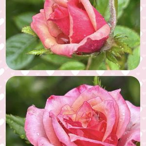 バラ,薔薇,沙羅姫牡丹,ピンクルルビー,ロカの画像