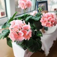 オクラ,シェフレラ,ゼラニウム,ナス,ミニトマトの画像