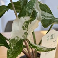シンゴニウム,シンゴニウム・フレンチマーブル,PR,三ツ星品質モニター,シンゴニウムモニターの画像