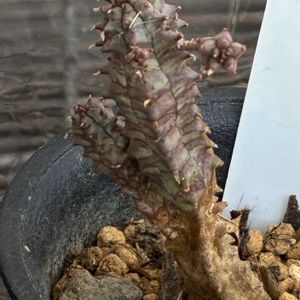 ソウカクデン,笹蟹丸,ユーフォルビア 笹蟹丸,ユーフォルビア 稚児キリン,ユーフォルビア カメレオンヘルメットの画像