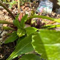 クリスマスローズ,オリエンタルハイブリッド,地植えの画像