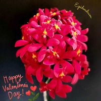 カランコエ,仙人の舞,エピデンドラム,エピデンドラム,多肉植物の画像