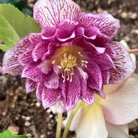 クリスマスローズの画像