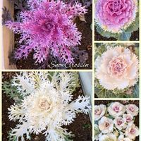 カーネーション,キンセンカ,シクラメン,葉牡丹,スプレーマムの画像