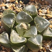 ハオルチア,ハオルチア属・ハオルシア属,ハオルチア・クリスタルボール,多肉植物,ハオルチア属の画像