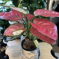 アグラオネマ,アグラオネマ オースピシャスレッド,森林浴,熱帯植物,癒しの空間の画像