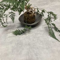 苔玉さん,苔（苔玉）の画像