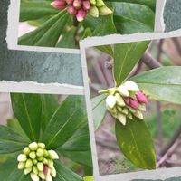 ジンチョウゲ,沈丁花,花のある暮らし,花自慢,春はすぐそこの画像