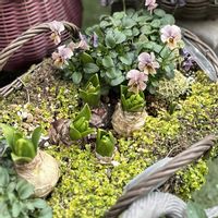 ヒヤシンス,ベビーティアーズ,ビオラ,モーヴビオラ,ガーデニングの画像