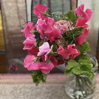 スイートピー,フラワーアレンジメント,赤いスイートピー,フラワーギフト,バレンタインデーの画像