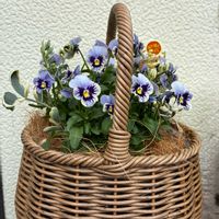 ビオラ,コロニラ バレンティナ バリエガータ,ビオラ ぷちぷちMIX,ガーデニング初心者,川越ROKAの画像