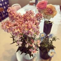 ネメシア,ネモフィラの画像