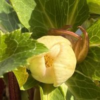 クリスマスローズ, クリスマスローズ,広瀬園芸,ちばこクリロ,ゴールドホワイトスポベインの画像