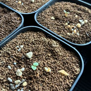 黒松,枝垂れ梅,モンソニア・ムルチフィダ,多肉植物,塊根植物の画像