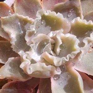 シャビアナ,紅葉する多肉,シャビアナ　たなばたの画像