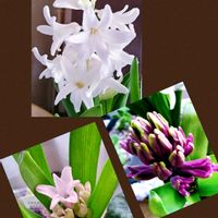 芽出し球根ヒアシンス,室内,花のある暮らし♡,おうち園芸の画像