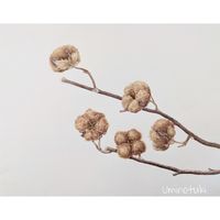 ウメ,ワタ,コットン,ムーンフェアリー,茶綿の画像