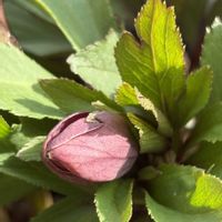 クリスマスローズ, クリスマスローズ,高橋育苗,Little Beast,ちばこクリロの画像