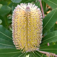 バンクシア,バンクシア,バンクシア,ヘアピン　バンクシア,バンクシア　コーストの画像