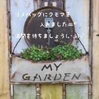 雲間草,今庭,リメ缶,ガーデニング,ナチュラルガーデンの画像