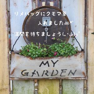 雲間草,今庭,リメ缶,ガーデニング,ナチュラルガーデンの画像